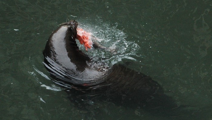 动物保护,科学新知