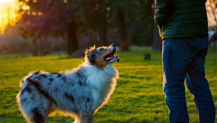 互联网催热宠物经济：吸猫遛狗风行，引领消费升级