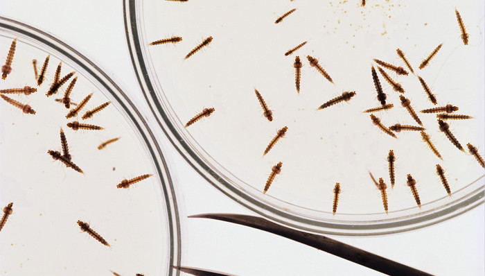 “疟疾”治癌？ 不新鲜、不成熟、未有定论