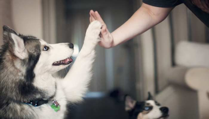 职场关键词,宠物经济