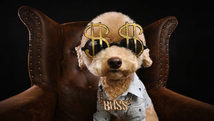 宠物,猫咪,日本,AKB48,消费社会,中产阶级,网络直播,资本寒冬,独角兽