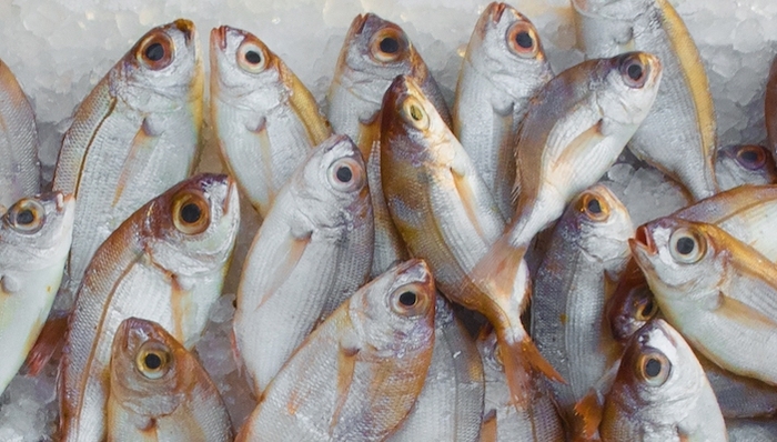 上海,禁渔,农业