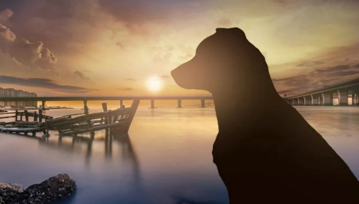 单身经济,宠物经济,生活方式