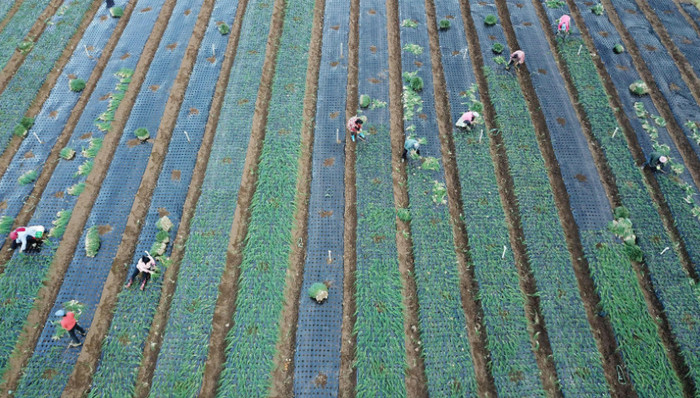 2019年中央一号文件公布，提出坚持农业农村优先发展总方针