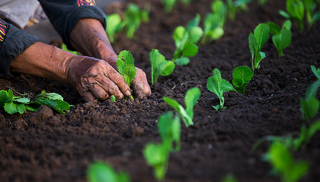 中办国办印发意见：促进小农户和现代农业发展有机衔接