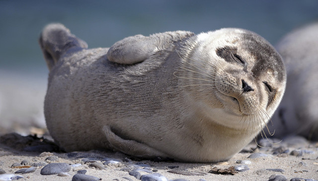 大连斑海豹盗猎案8名主要涉案嫌疑人被刑拘，2人在逃被通缉