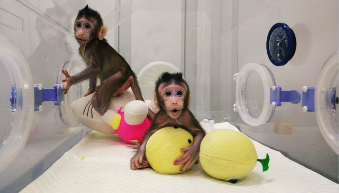 克隆猕猴入选中国科学十大进展： 有助于解决人类疾病 减少实验中动物的使用