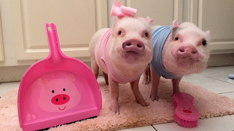 【特写】把猪当宠物：买猪一时爽，长肥屠宰场