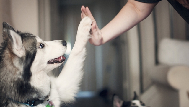 资本大鳄布控2000亿宠物经济局