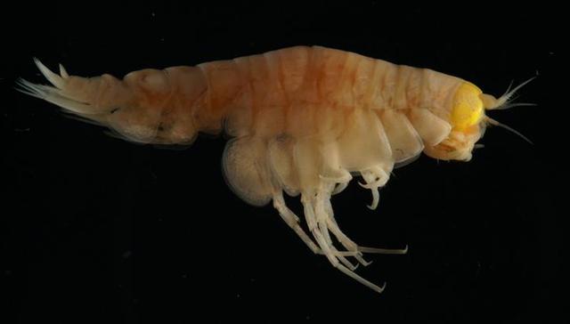 塑料污染无处不在，已蔓延至地球最深的海沟里