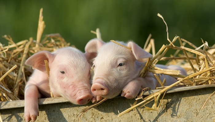 正邦科技,生猪养殖,股价,估值