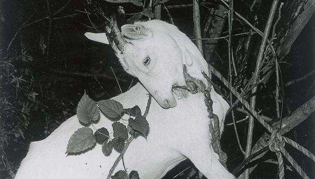 日本摄影大师须田一政逝世：无尽的旅途，他再次上路