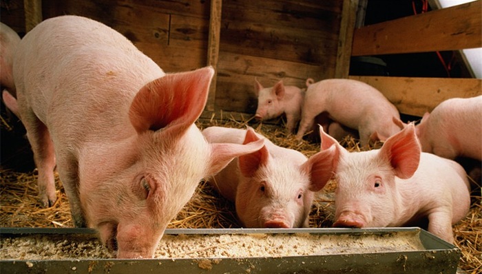 涨停,唐人神,大北农,新五丰,天康生物,猪肉价格