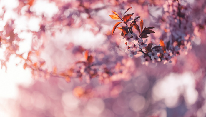 消费升级催生“赏花经济”