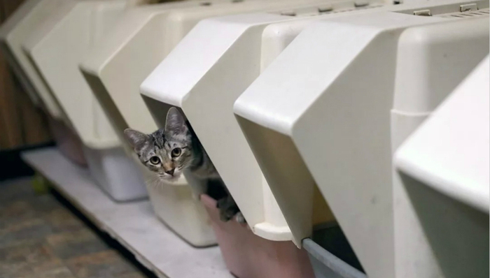 创业,宠物,猫,弓形虫