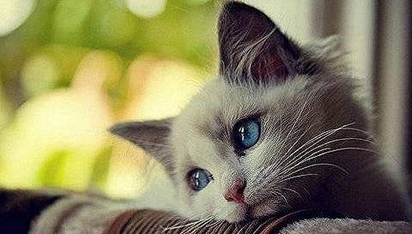 一只猫引发的创业热潮