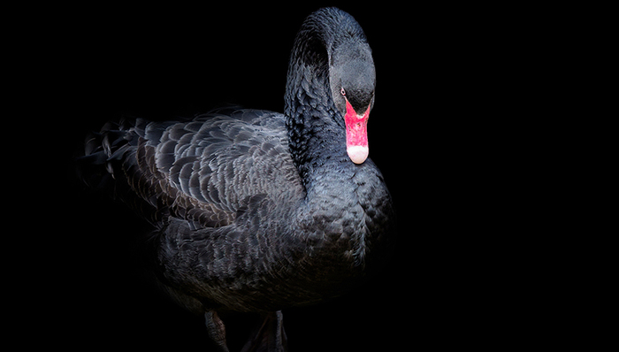 基金财产,私募基金,理财产品,黑天鹅,基金管理人,基金合同,业绩快报,银通,良卓,原创