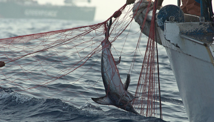 长江口,非法捕捞,长江刀鱼