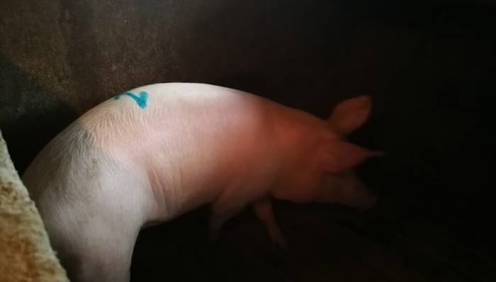 农业农村部,非洲猪瘟,生猪屠宰