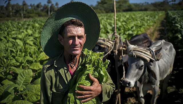 跟随古巴烟草工，走近雪茄背后的生产链