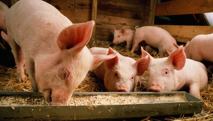 农业农村部,非洲猪瘟