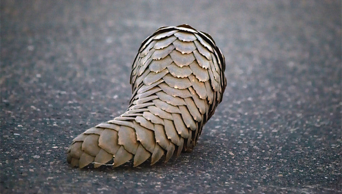 中国绿发会,穿山甲,广西林业厅