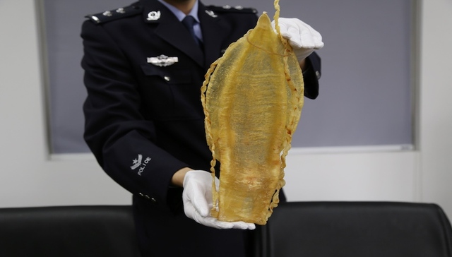 上海海关再次截获大量濒危加湾石首鱼鱼鳔