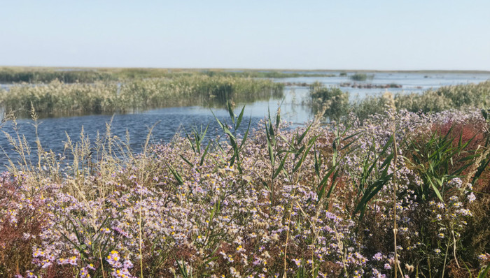 上海,崇明,东滩,国际生态岛