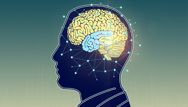 人类大脑“发育时间表”：30岁成年 90岁还能形成新神经元