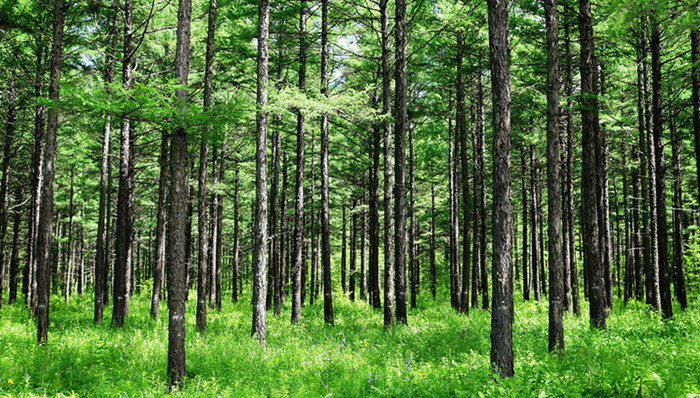 曹园,牡丹江,军马场