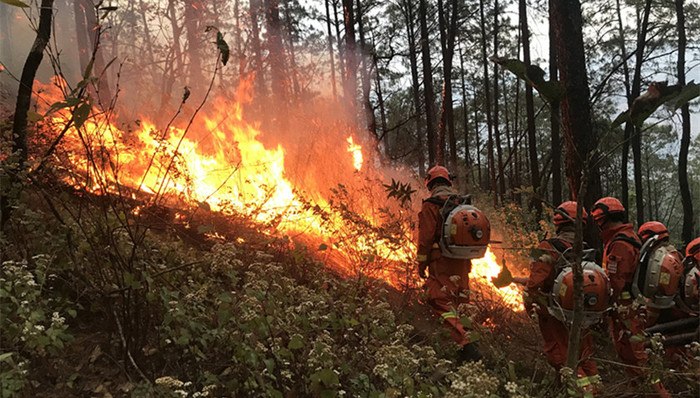 应急管理部,森林火灾