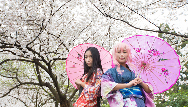 【思想界】武大赏樱冲突：樱花和服是日本侵略符号还是文化交流见证？