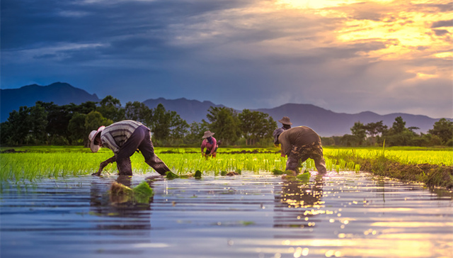 【出国早报】加拿大将推出农业食品行业移民试点；伦敦房价正以十年来最快速度下跌；美国名校发榜，哈佛录取率创新低