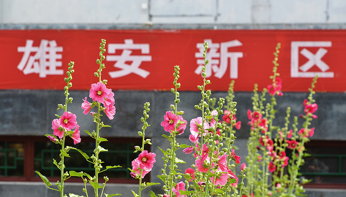 雄安新区，白洋淀，万科，BAT