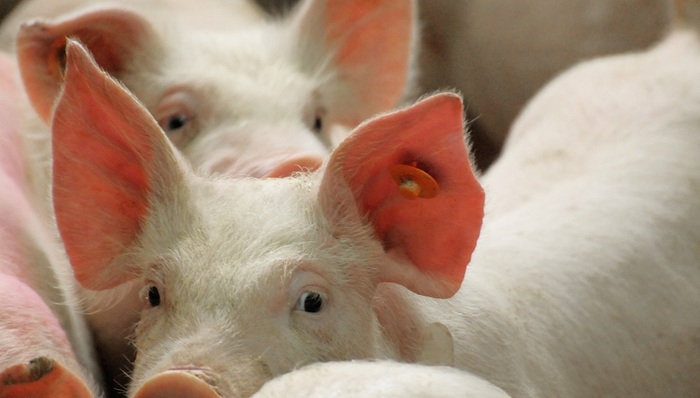 雏鹰农牧,亏损,造假,债务