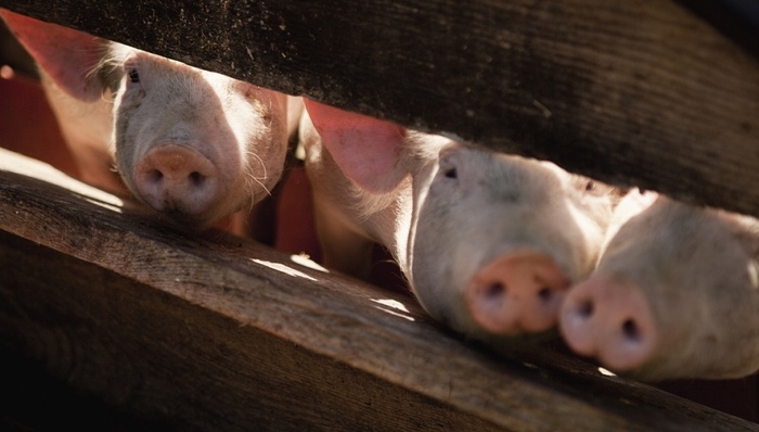 农业农村,非洲猪瘟病毒,市场监管