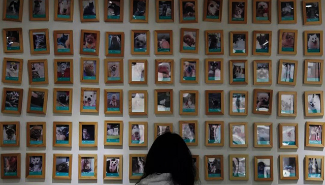 馒头,哈士奇,宠物殡葬,莫莫,在线,影像,雪纳瑞犬,金毛犬,2018年中国宠物行业白皮书,视频