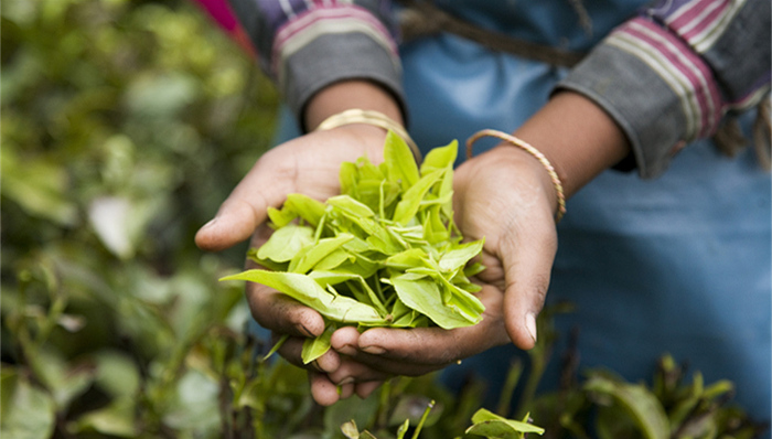 大师,山场,虎啸岩,地理标志产品,肉桂,大师茶,新华视点,牛肉,鬼洞,推荐