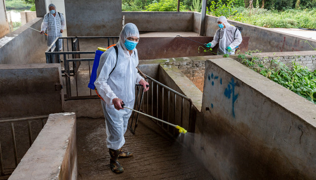 农业农村部,非洲猪瘟