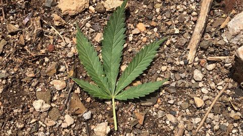 【深度】播种季来了，这些上市公司的工业大麻在哪呢？