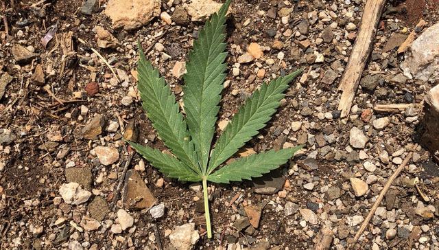 工业大麻,顺灏股份,龙津药业,康恩贝