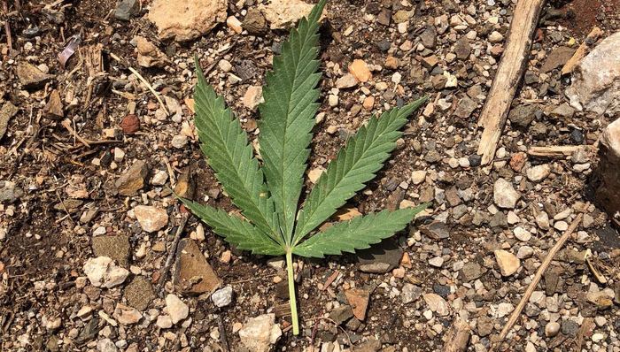 工业大麻,顺灏股份,龙津药业,康恩贝