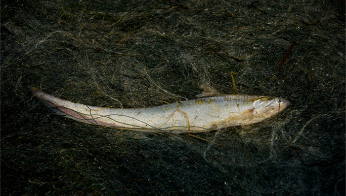 长江刀鱼,刀鱼,禁捕,长江水域,凤鲚,江刀,长江流域,长江口,三无,新华视点