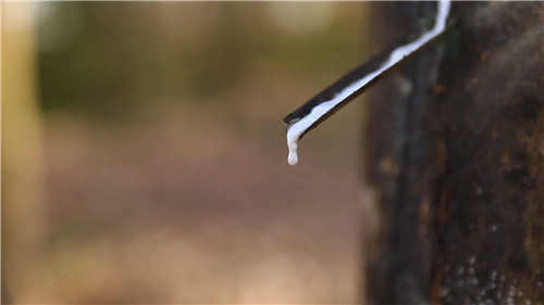 橡胶产业,橡胶集团,天然橡胶,割胶技术,农业,国企,一带一路,橡胶树,广垦,老牌