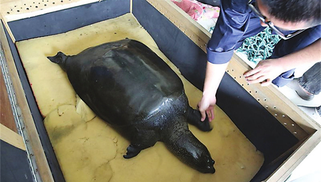 斑鳖,雌性,人工授精,夫妇,新娘子,姑娘,微创技术,三湘都市报,潇湘晨报,新婚