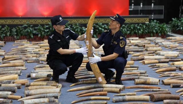 濒危物种,抓获,查获,海关总署,走私犯罪案件,海关缉私,濒危动物,海关统计,中国海关,穿山甲