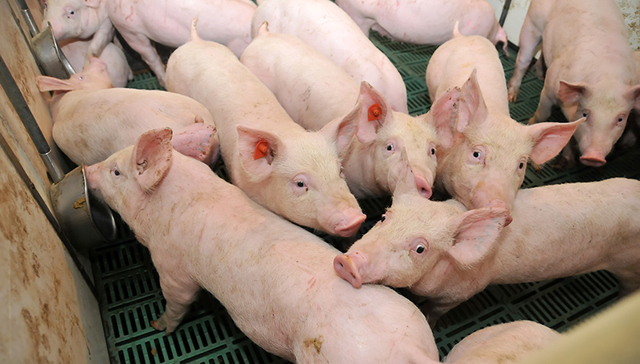 受猪瘟影响生猪存栏降幅达10年之最，下半年肉价同比涨幅或超70%
