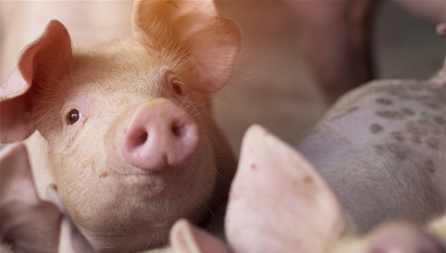 农业农村部,非洲猪瘟