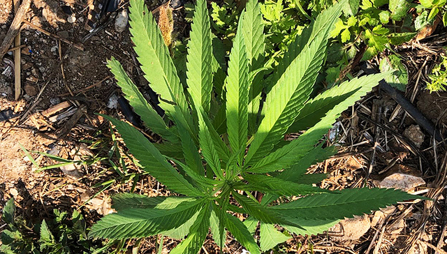 工业大麻