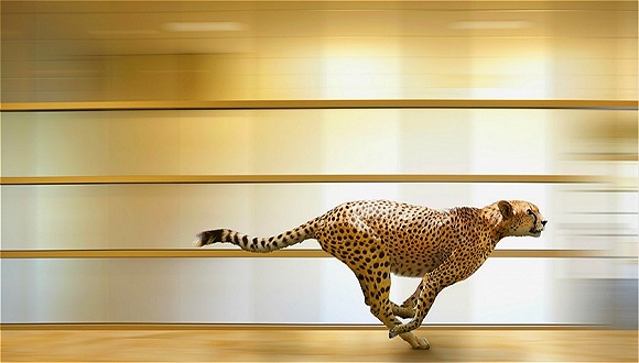 敏捷组织,团队,领导力,层级结构,愿景,诺基亚,柯达,摩托罗拉